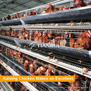Qingdao A Frame Automatic Poultry Layer Equipment à vendre